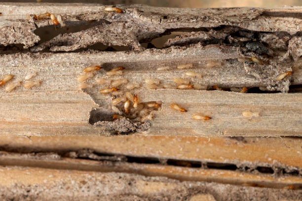 Best Termite Control Services  in Reedspt, OR
